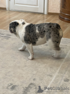 Photo №3. Bulldog anglais. Biélorussie