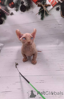 Photo №1. bambino - à vendre en ville de Bensheim | 350€ | Annonce № 177962
