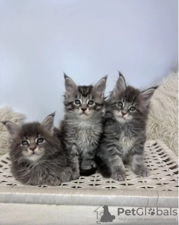 Photo №1. maine coon - à vendre en ville de Los Angeles | négocié | Annonce № 117363