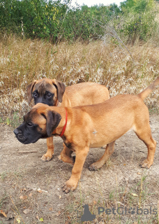 Photo №2 de l'annonce № 24380 de la vente bullmastiff - acheter à Fédération de Russie annonce privée