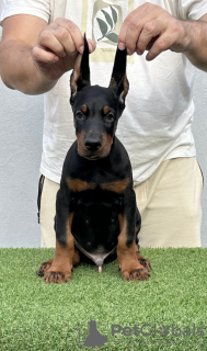 Photo №1. dobermann - à vendre en ville de Bačka Topola | négocié | Annonce №116129