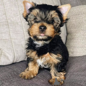 Photo №1. yorkshire terrier - à vendre en ville de Berlin | 550€ | Annonce №164791