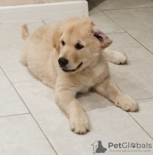 Photo №2 de l'annonce № 54924 de la vente golden retriever - acheter à Biélorussie annonce privée, de la fourrière
