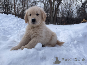 Photo №1. golden retriever - à vendre en ville de Brême | négocié | Annonce №163585
