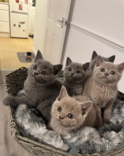 Photo №1. british shorthair - à vendre en ville de Francheville | Gratuit | Annonce № 166013