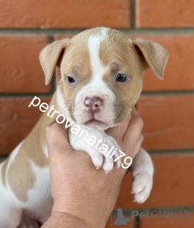 Photo №3. Le volet de la bannière américaine dont vous avez rêvé!. Fédération de Russie