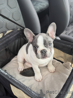 Photo №1. bouledogue - à vendre en ville de Munich | négocié | Annonce №171254