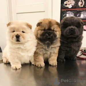 Photo №3. Chow-chow-welpen Soun Ein Liebevolles Zuhause.. Allemagne