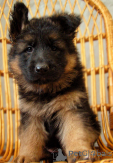 Photos supplémentaires: Chiots berger allemand à poil long