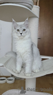 Photo №3. Chatons Mainecoon. Belgique