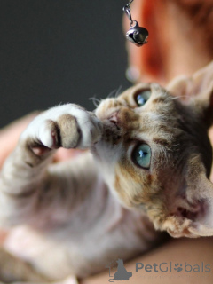 Photo №2 de l'annonce № 171388 de la vente devon rex - acheter à Allemagne annonce privée