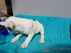 Photos supplémentaires: Chiots bouledogue français à vendre