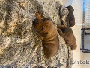 Photo №2 de l'annonce № 176060 de la vente shar pei - acheter à Grèce annonce privée