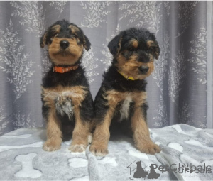 Photo №1. airedale terrier - à vendre en ville de Vilnius | négocié | Annonce №175883