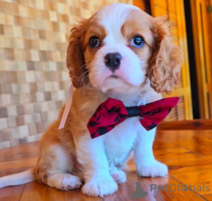 Photo №2 de l'annonce № 155456 de la vente cavalier king charles spaniel - acheter à La finlande annonce privée