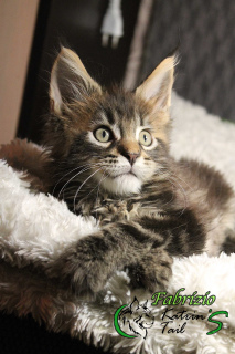 Photos supplémentaires: Fabrizio Maine Coon Boy