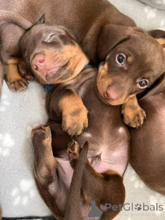 Photo №1. teckel - à vendre en ville de Berlin | négocié | Annonce №160060