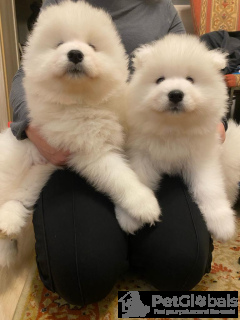 Photo №2 de l'annonce № 134185 de la vente  - acheter à Pologne éleveur