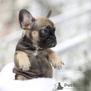 Photos supplémentaires: Beau chiot bouledogue français VIP Merle blanc beige