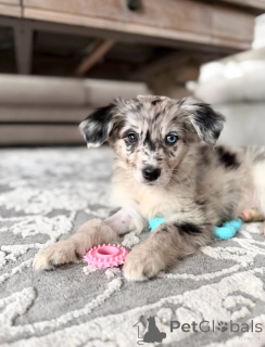 Photo №1. jack russell terrier - à vendre en ville de Genk | négocié | Annonce №171709