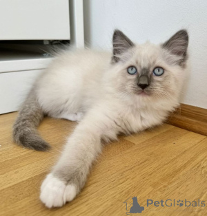 Photo №1. ragdoll - à vendre en ville de Stutensee | 350€ | Annonce № 166427
