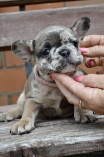 Photo №3. Chiots bouledogue français. Biélorussie