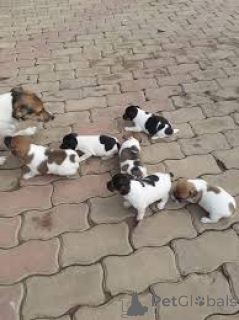 Photo №1. jack russell terrier - à vendre en ville de Paris | 700€ | Annonce №166737