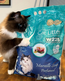 Photo №2 de l'annonce № 155559 de la vente ragdoll - acheter à Norvège annonce privée