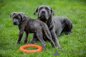 Photo №4. Je vais vendre cane corso en ville de Berlin.  - prix - négocié