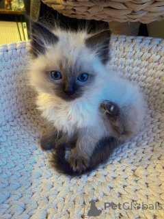 Photo №3. Chatons Ragdoll de race pure à vendre Chats de compagnie affectueux prêts à. Allemagne