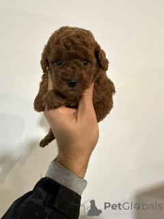 Photo №4. Je vais vendre caniche (jouet) en ville de Werbass.  - prix - négocié