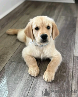 Photo №3. Chiots Golden retriever adorables et socialisés en bonne santé. Allemagne