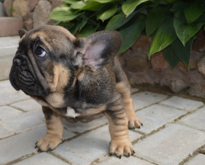 Photo №4. Je vais vendre  en ville de Minsk. annonce privée - prix - 632€