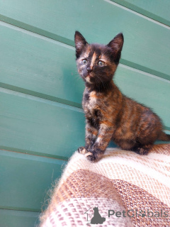 Photo №1.  - à vendre en ville de Rivière moscou | Gratuit | Annonce № 145511