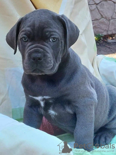 Photo №2 de l'annonce № 123030 de la vente cane corso - acheter à USA annonce privée