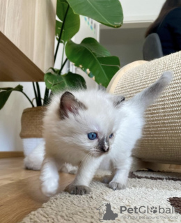 Photo №1. ragdoll - à vendre en ville de Гамбург | 284€ | Annonce № 101795