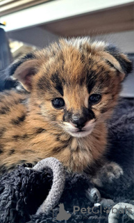 Photo №3. Chats de la savane Serval et Caracal. République de Corée