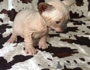 Photo №2 de l'annonce № 13322 de la vente sphynx - acheter à France annonce privée