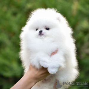 Photo №4. Je vais vendre spitz nain en ville de Штутгарт. annonce privée - prix - 265€