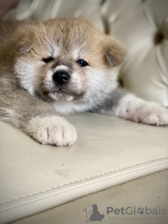 Photo №4. Je vais vendre akita (chien) en ville de Izhevsk. éleveur - prix - 574€