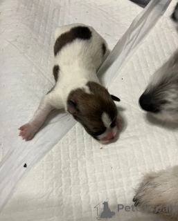 Photo №1. jack russell terrier - à vendre en ville de Bologne | 400€ | Annonce №172382