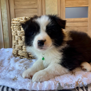 Photo №3. Chiots Border Collie à vendre. Fédération de Russie