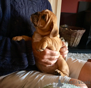 Photo №3. Chiots bouledogue anglais vaccinés à vendre. Danemark