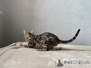 Photo №3. Chat Bengal marbré. France