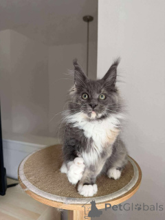 Photo №1. maine coon - à vendre en ville de Amersfort | négocié | Annonce № 158001