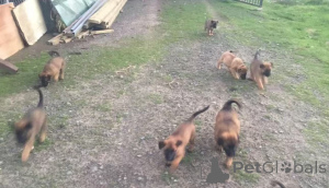 Photo №3. Puppies de Malinois belge de race pure à vendre. Allemagne