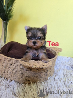 Photo №2 de l'annonce № 175018 de la vente yorkshire terrier - acheter à Serbie éleveur