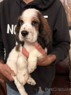 Photo №2 de l'annonce № 166314 de la vente cocker spaniel anglais - acheter à Belgique annonce privée, éleveur