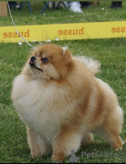 Photo №2 de l'annonce № 135226 de la vente spitz nain - acheter à Serbie 