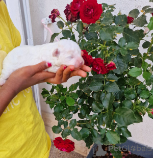 Photo №2 de l'annonce № 53287 de la vente bichon à poil frisé - acheter à France annonce privée